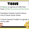 Intro to Body Systems - Image 4